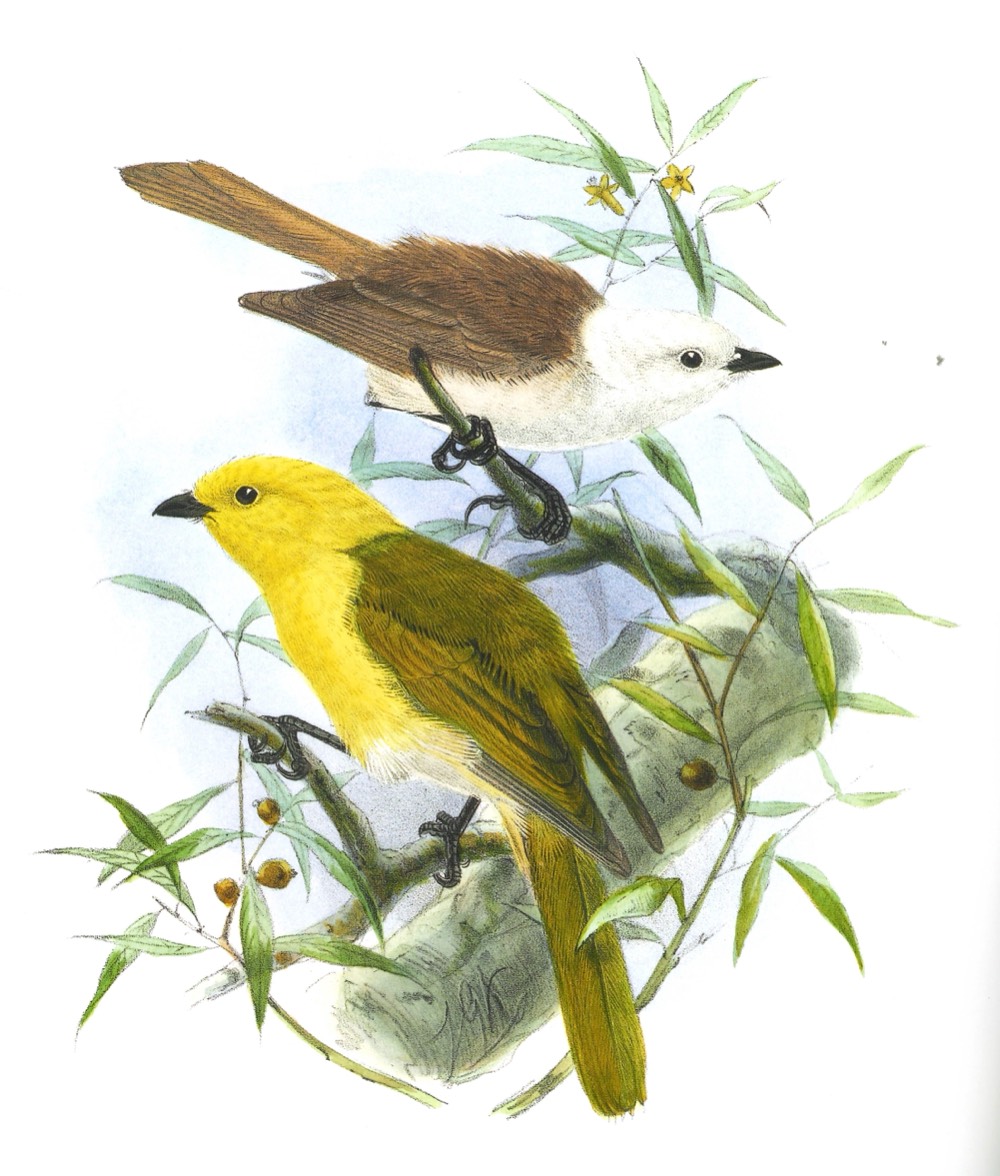 Hand-coloured lithograph of two birds on a branch: a brown and white pōpokotea above, a yellow-headed mohua below.